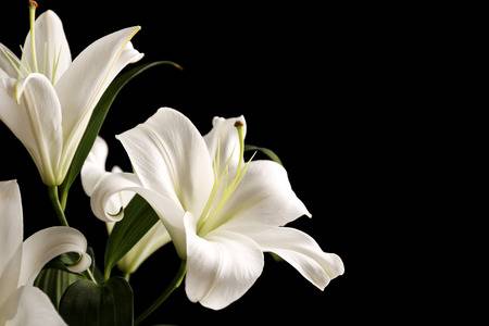 97783369-beautiful-white-lilies-on-black-background